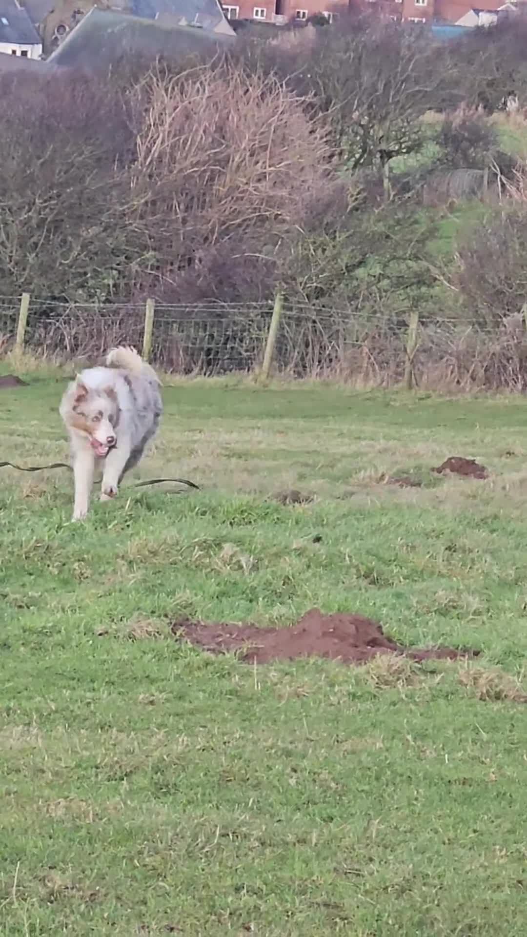 Border Collie dogs for sale: Lilac merle tri border collie pup - Video 1