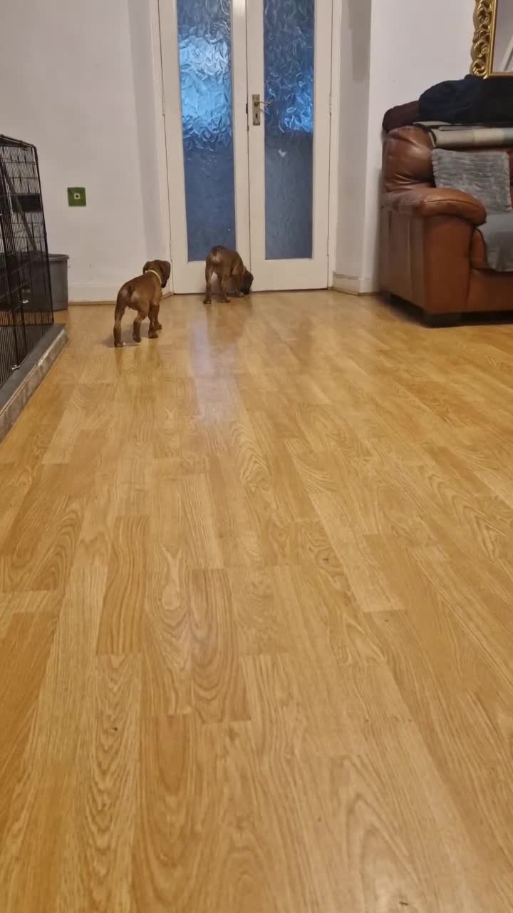 Boxer dogs for sale: FINAL PUP (PINK), READY TO GO KC reg bobtail boxer - Video 3