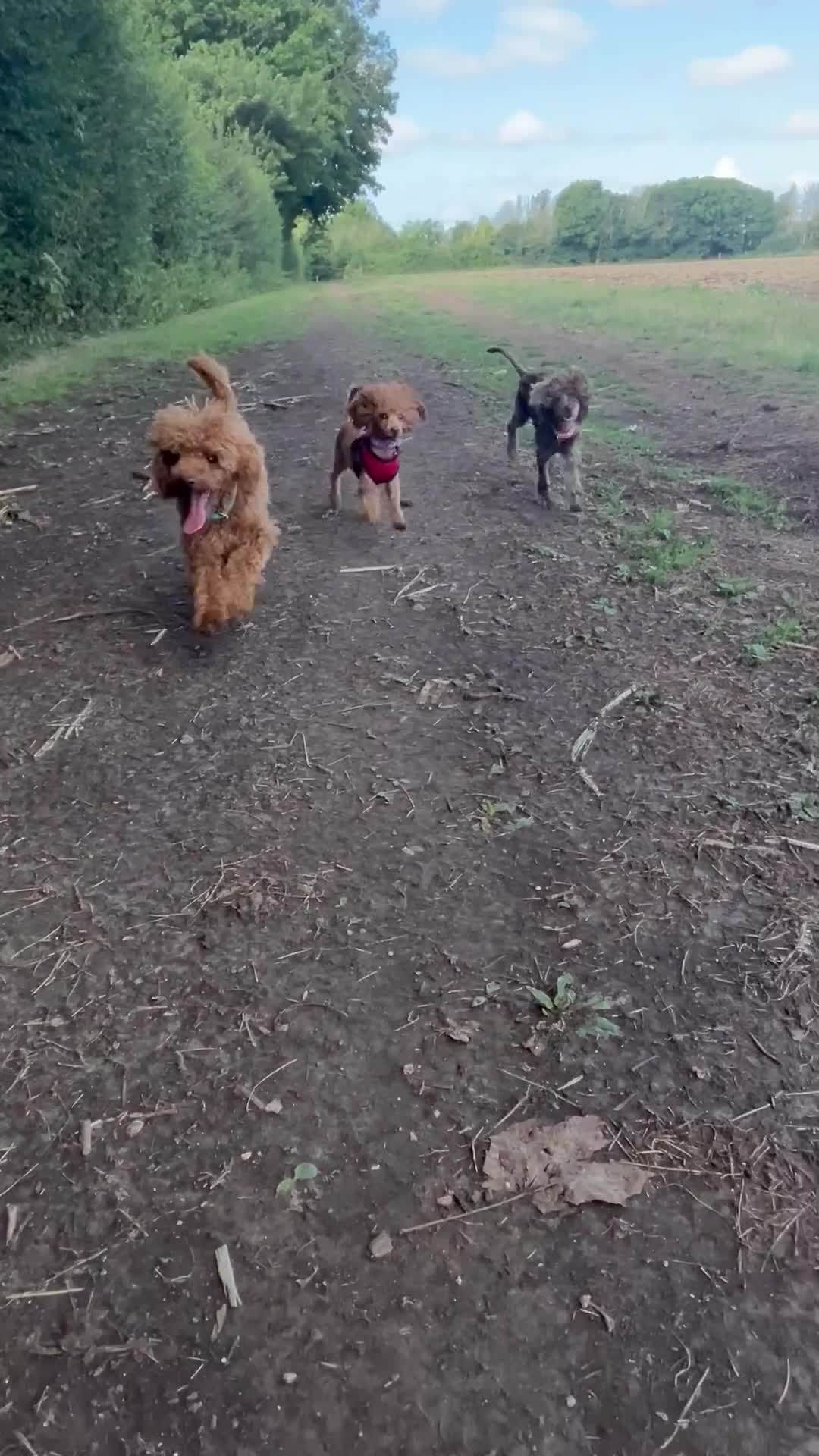 Toy Poodle dogs for sale: Teddi female 6’m old tiny Kc toy poodle  in Chichester - Video 3