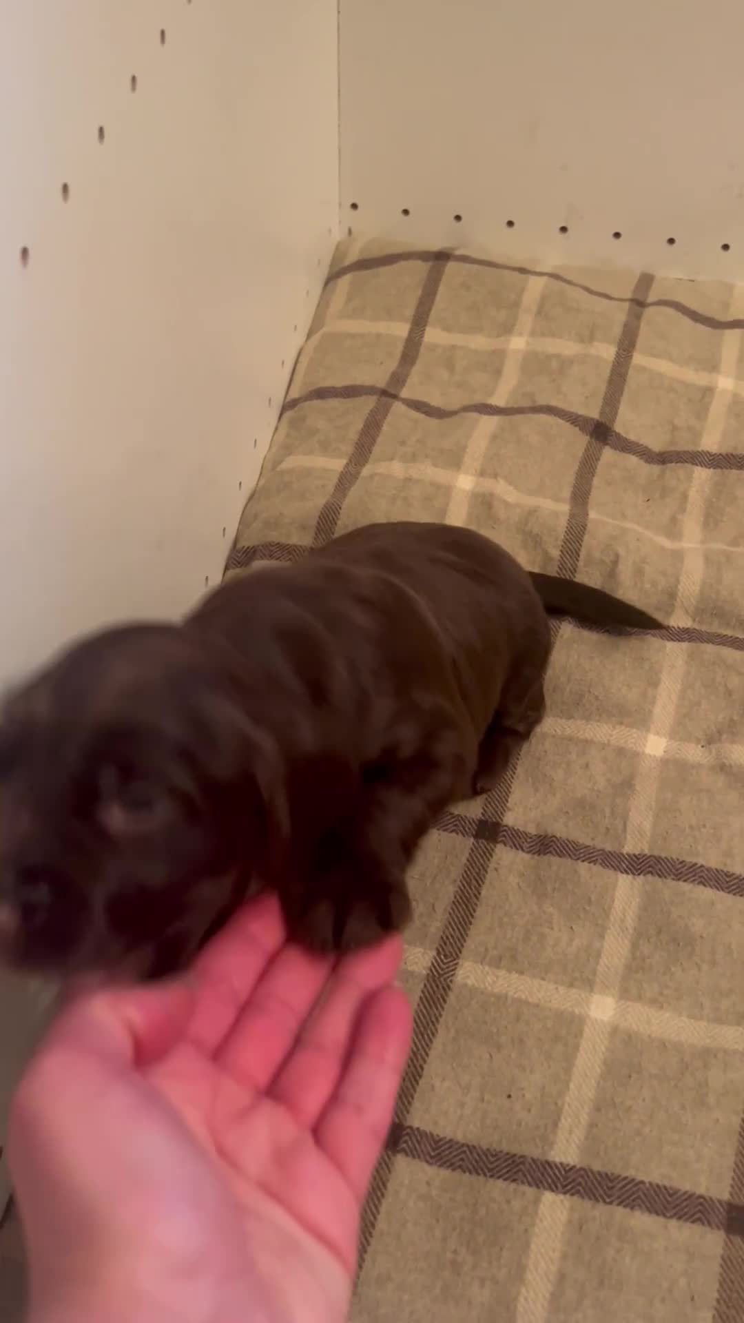 Sprocker dogs for sale: 🐾Beautiful Spaniel looking for a loving home.  in London - Video 1