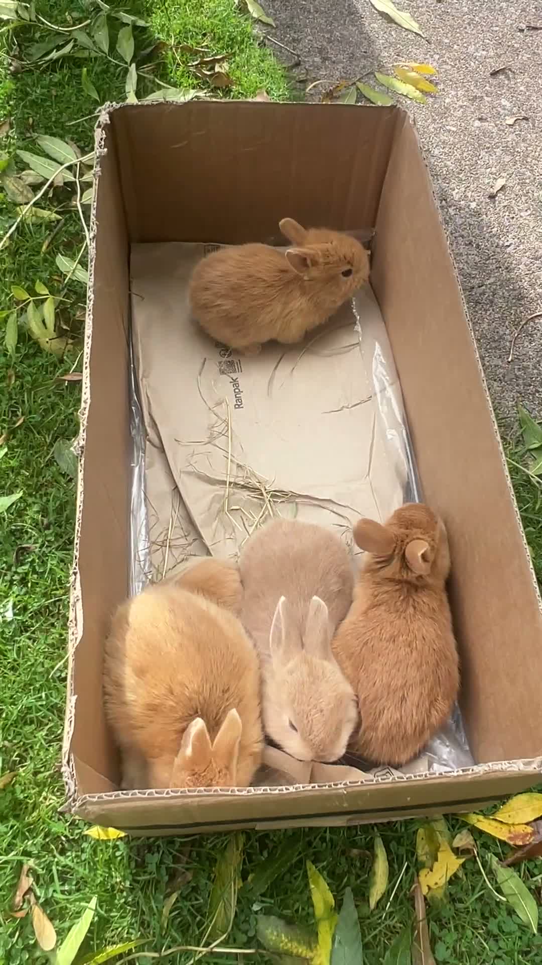 Netherland Dwarf rabbits for sale: 5 Netherland Dwarfs Baby Rabbits (3 weeks old)  in Birmingham - Video 1