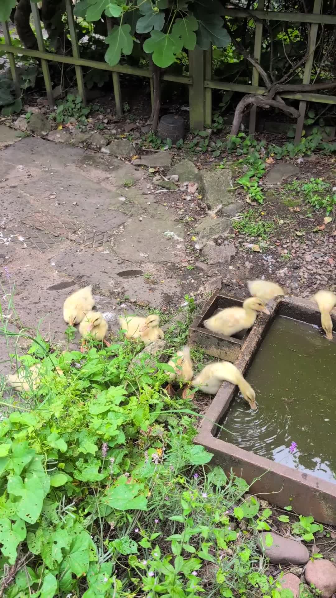 Ducks poultry for sale: Saxony Ducklings  - Video 1