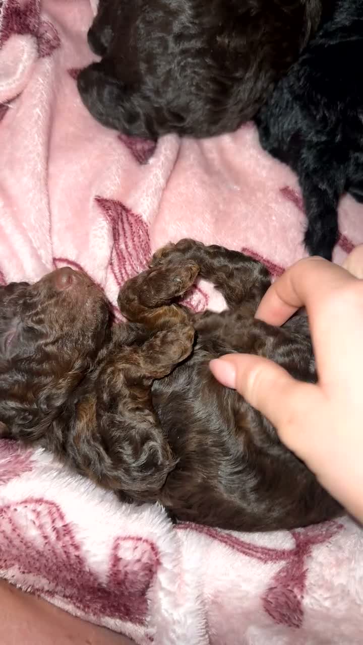 Miniature Poodle dogs for sale: Phantom, health tested & KC miniature poodle pups  - Video 1