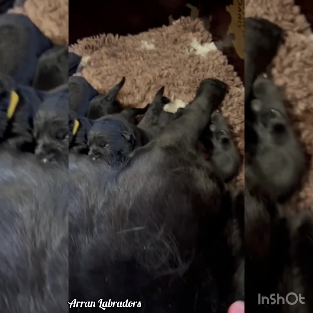 Labrador Retriever dogs for sale: Black Purebred Pedigree Show Line look Labradors - Video 2