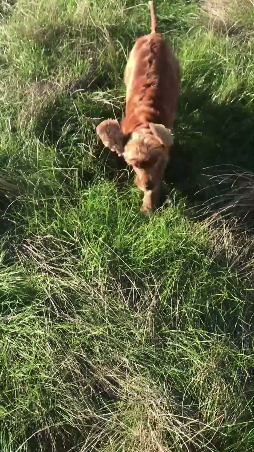 Cocker Spaniel dogs for sale: Meet Mazikeen–chilled-out charm, a lapdog at heart - Video 1