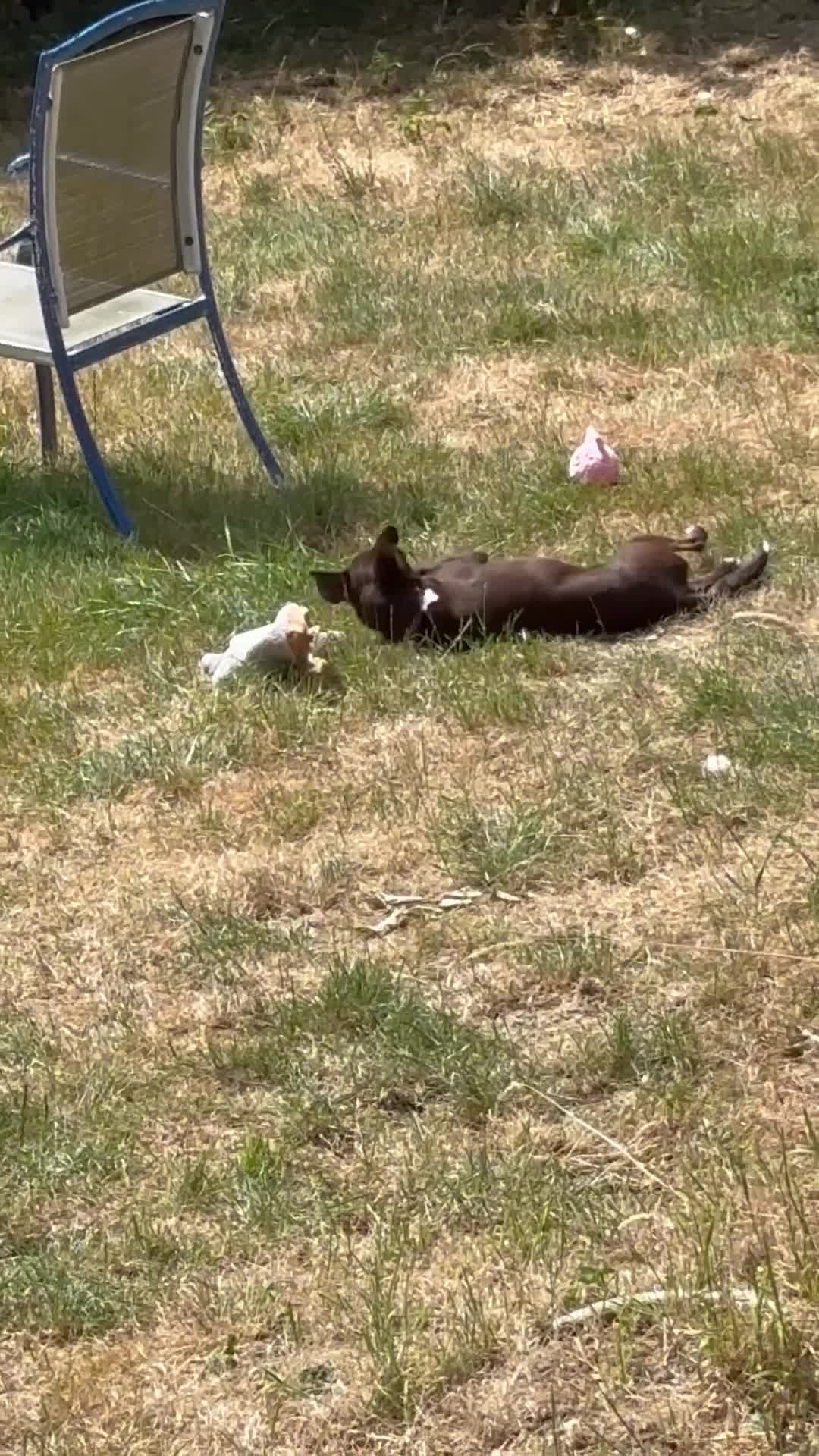 Mixed Breed dogs for adoption: Kit Kat  in Dorchester - Video 1