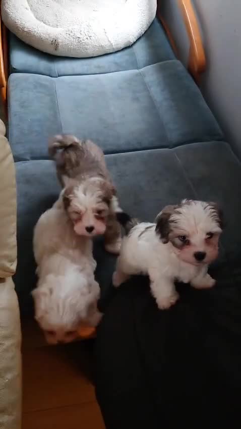 Mixed Breed dogs for sale: Adorable little bundles of joy!!  in Margate - Video 1
