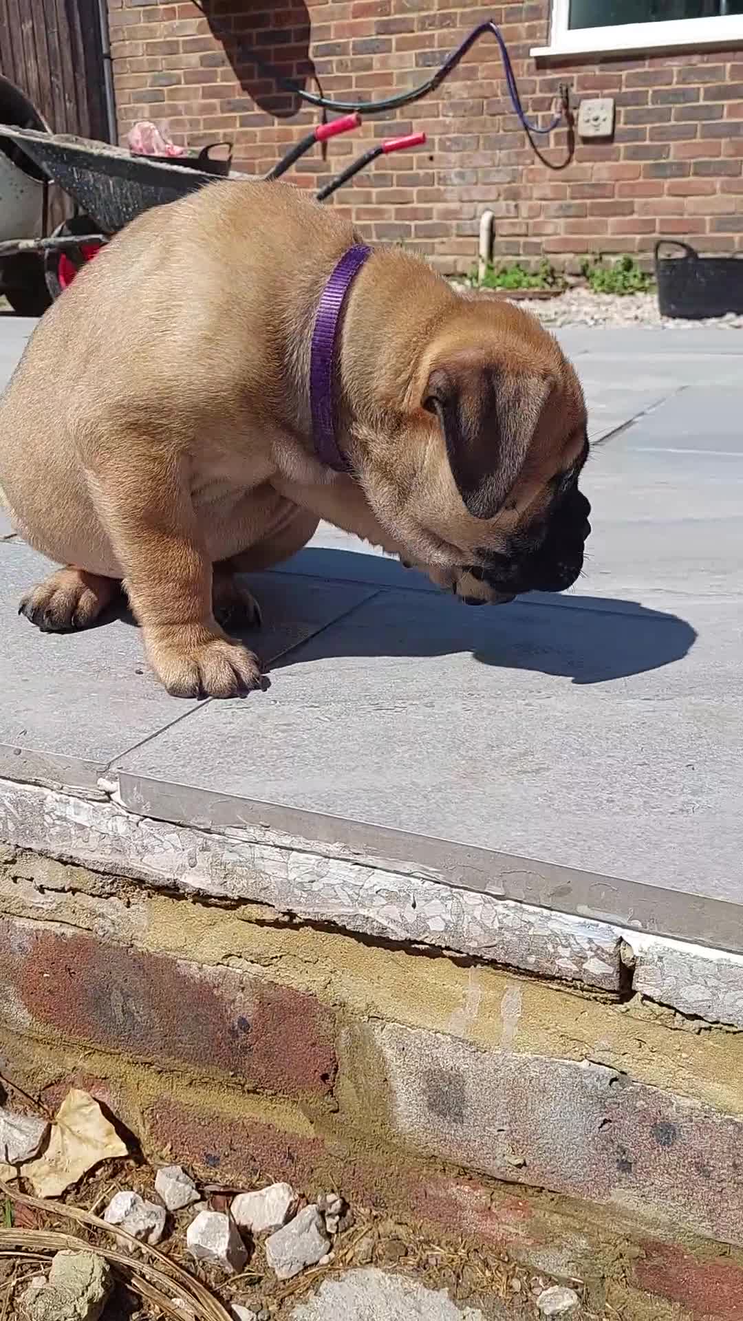 Bullmastiff dogs for sale: K.c registered Bullmastiff puppies  - Video 4