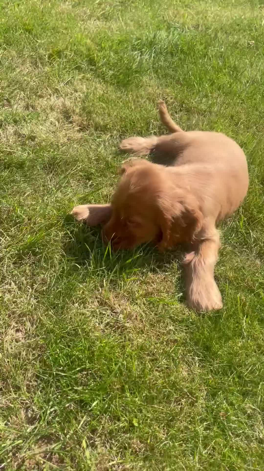 Cocker Spaniel dogs for sale: 1 Simply gorgeous Male Cocker Spaniel left 🐶⭐️🐶 - Video 3