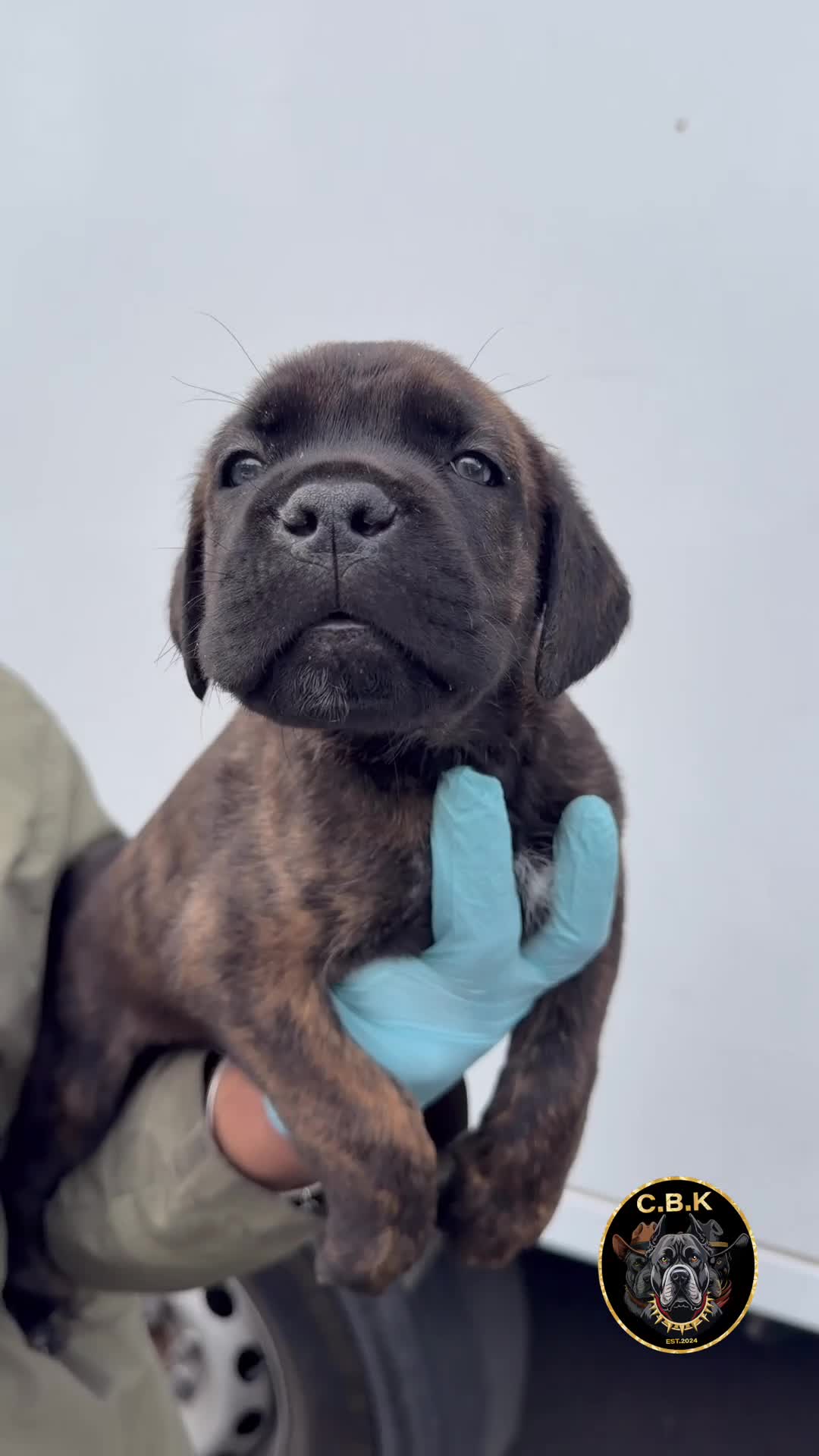 Cane Corso dogs for sale: Premium Cane Corso Puppies *Genesis Bloodline* - Video 1