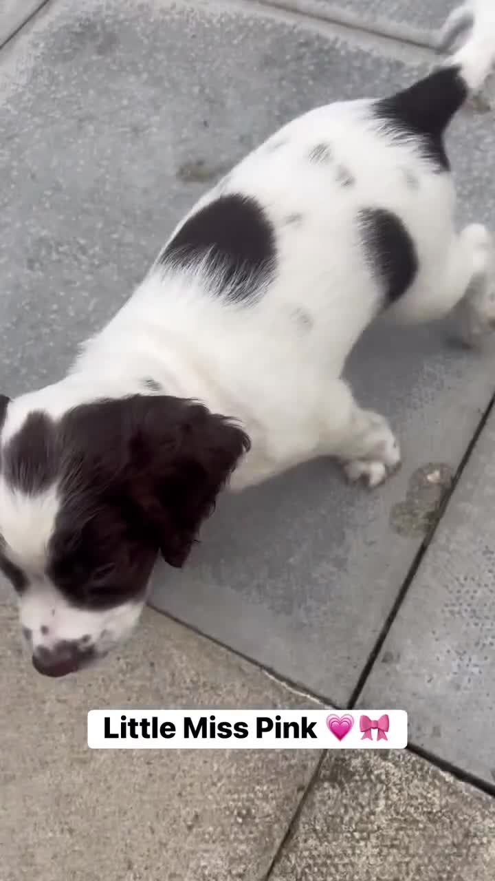English Springer Spaniel dogs for sale: RKC English Springer Spaniel  - Video 2