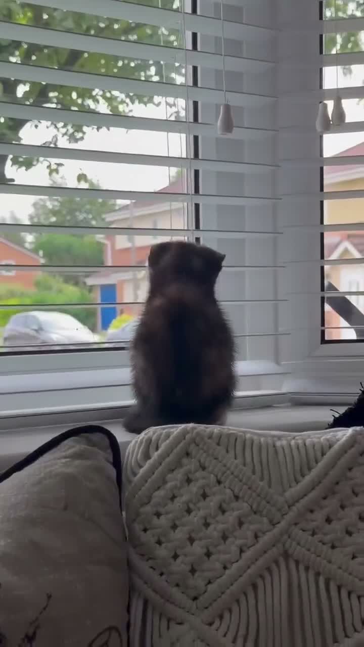 Mixed Breed cats for sale: Tortoise shell kitten  in Stockport - Video 1