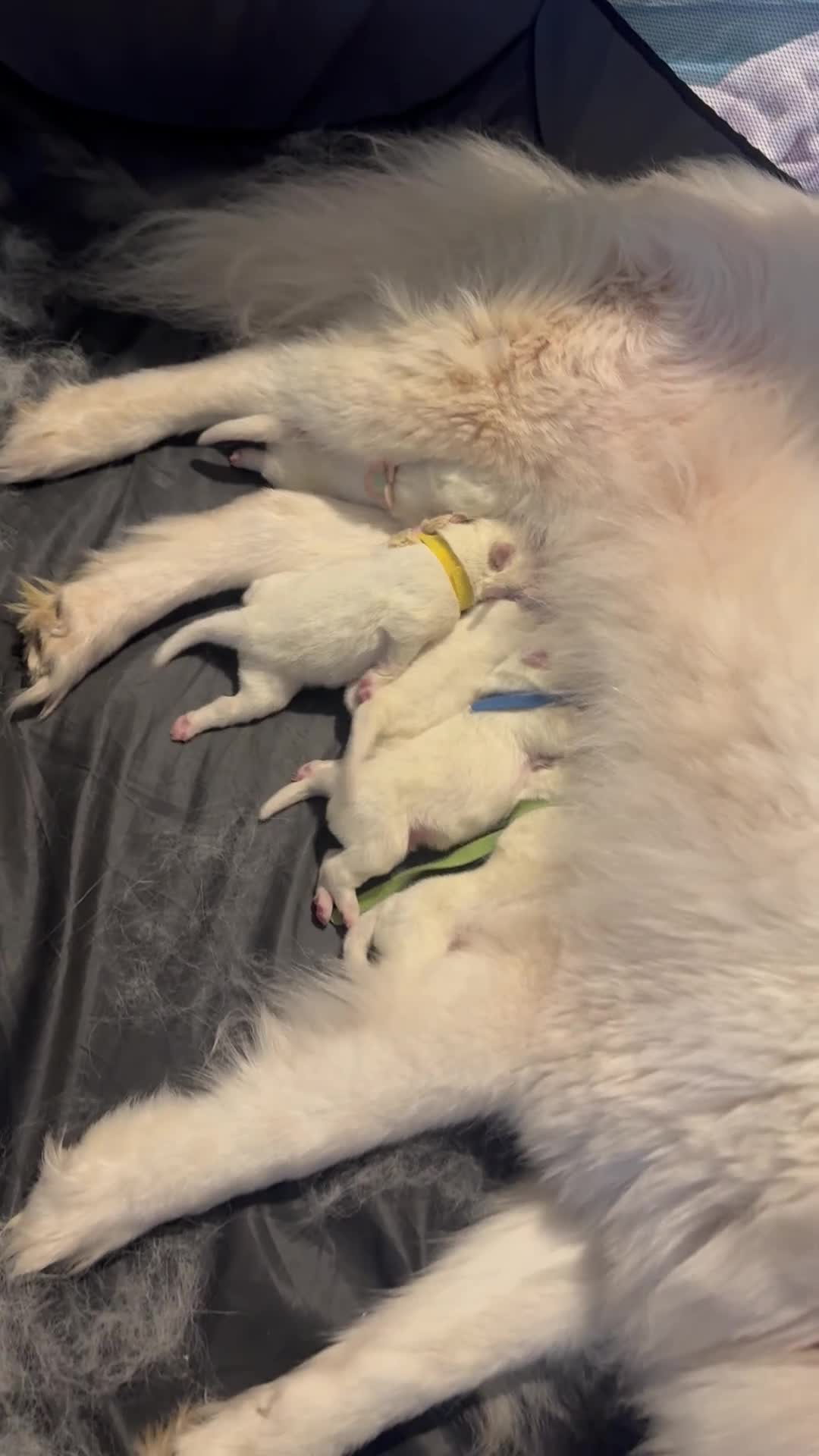 Samoyed dogs for sale:  ** s Samoyed puppies  in Inverness - Video 1