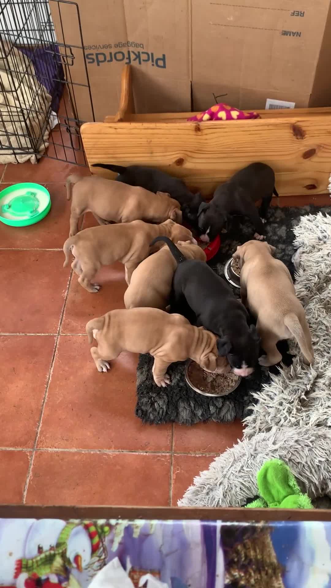 Mixed Breed dogs for sale:  Staffy mastiff x bulldog bully puppies 2 left - Video 3