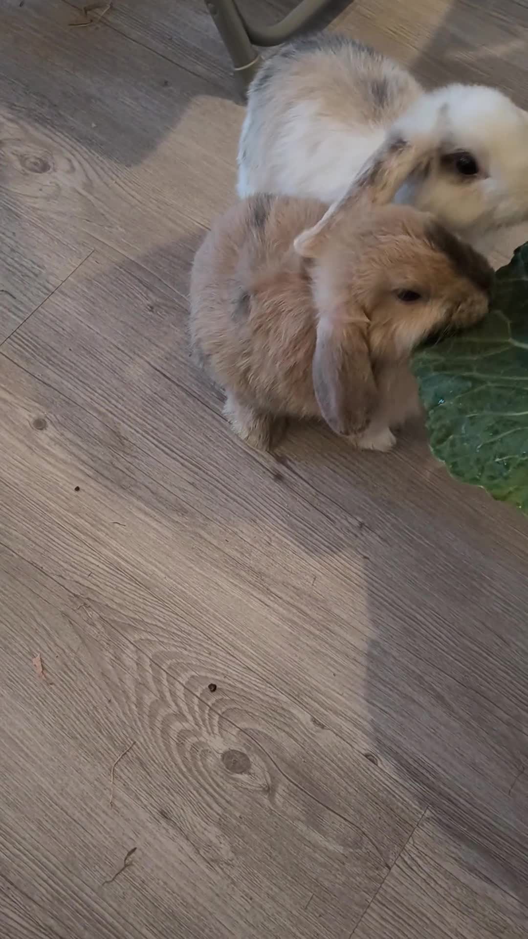 Mini Lop rabbits for sale: 4 months old adorable Mini Lops - Video 2