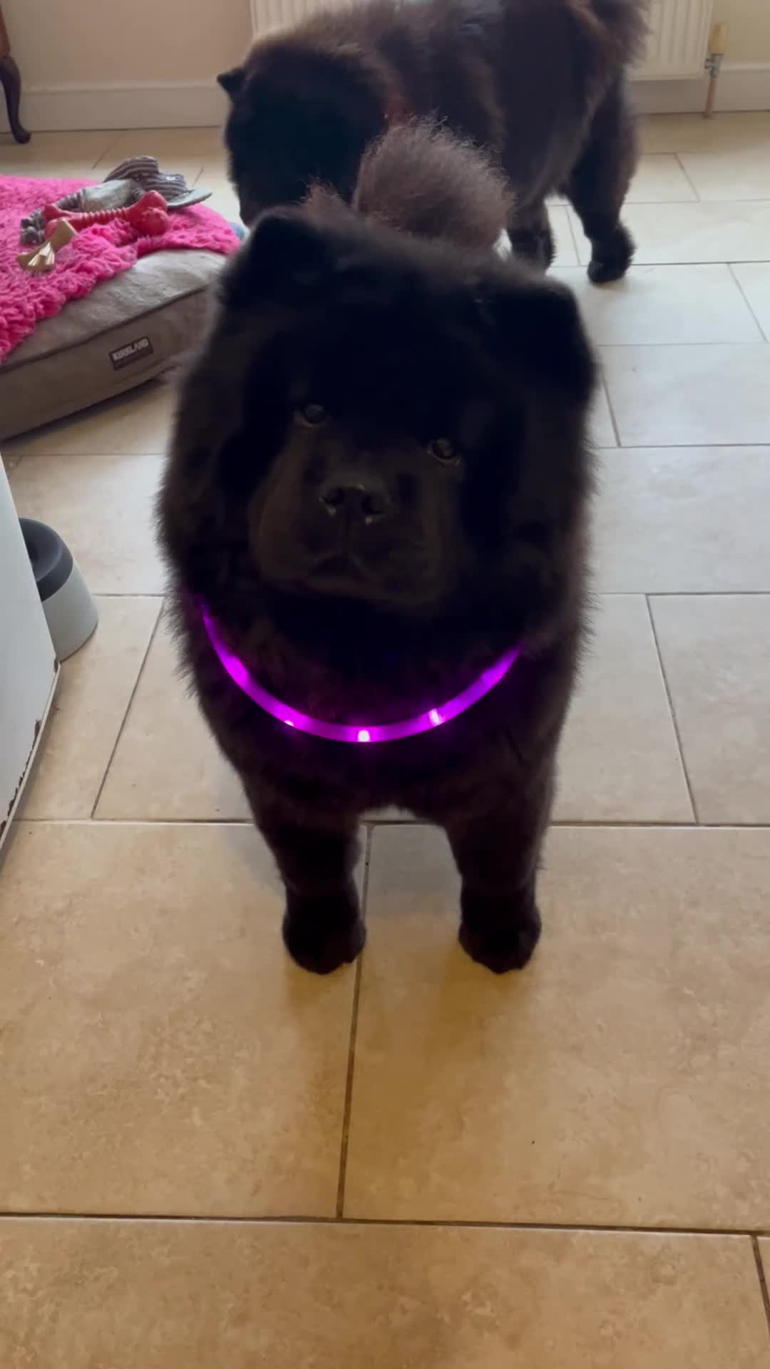 Chow Chow dogs for sale: Chow chow available  - Video 1