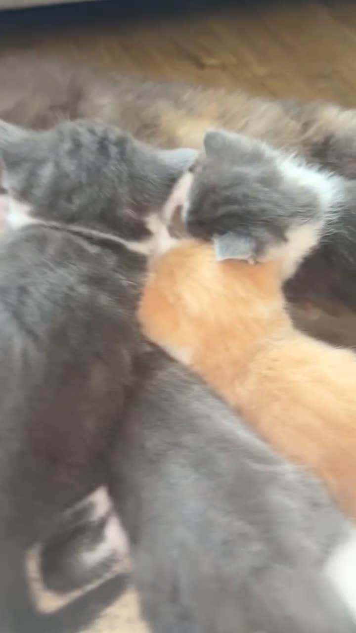 Maine Coon cats for sale: 6 Maine coon x British short haired kittens  - Video 1
