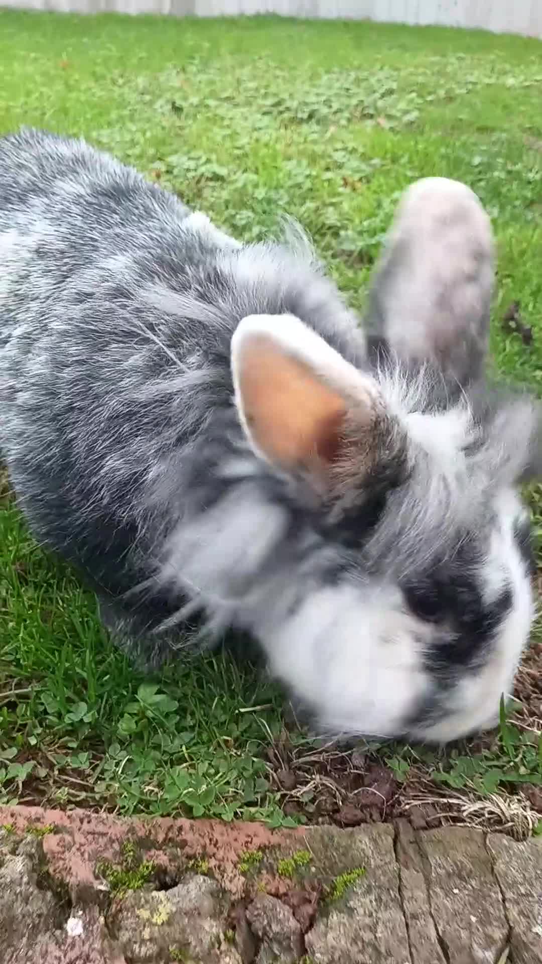 Lionhead rabbits for sale: Male Lionhead Rabbit | Neutered in Telford - Video 2