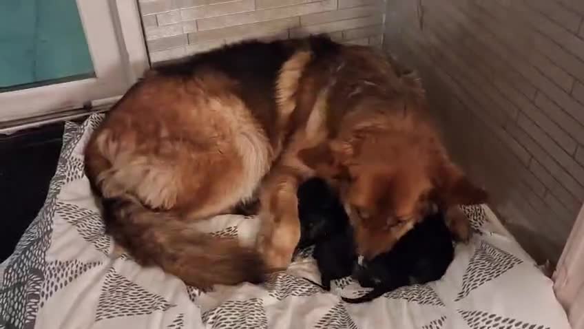 German Shepherd dogs for sale: Puppies for sale  in Glasgow - Video 1