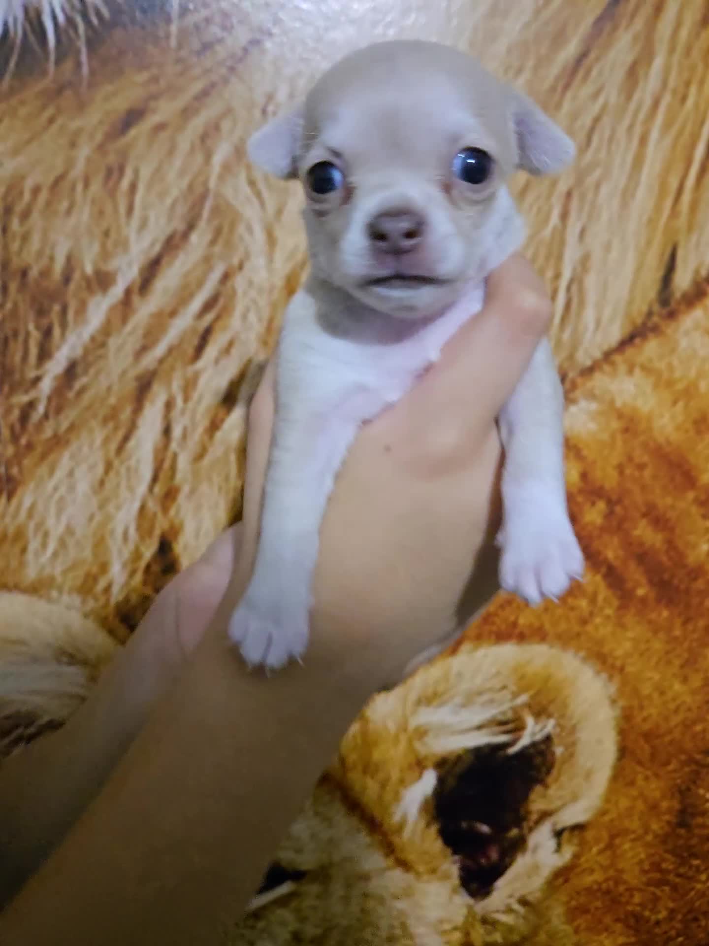 Chihuahua dogs for sale: Gorgeous Chihuahua Puppies Looking 4 Forever Homes - Video 3