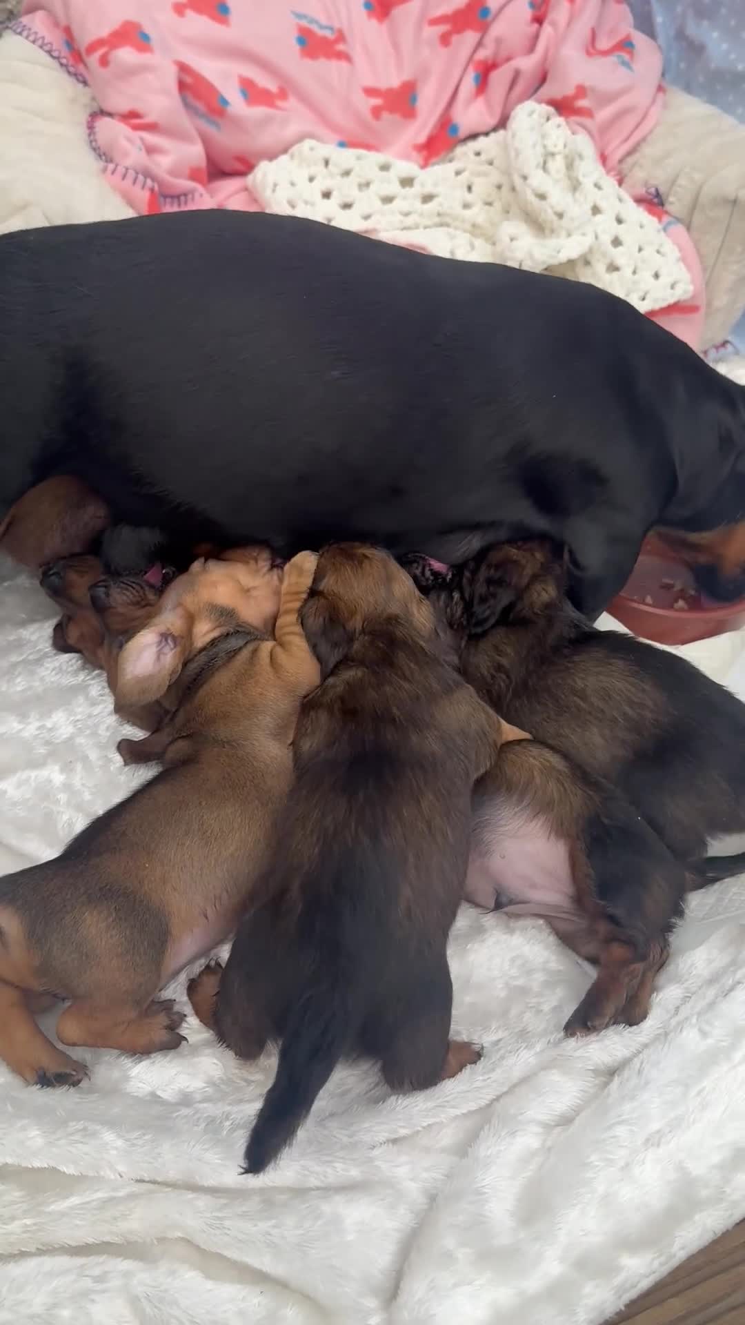 Dachshund dogs for sale: Long & Short haired Sable crea Dachshund puppies  - Video 1