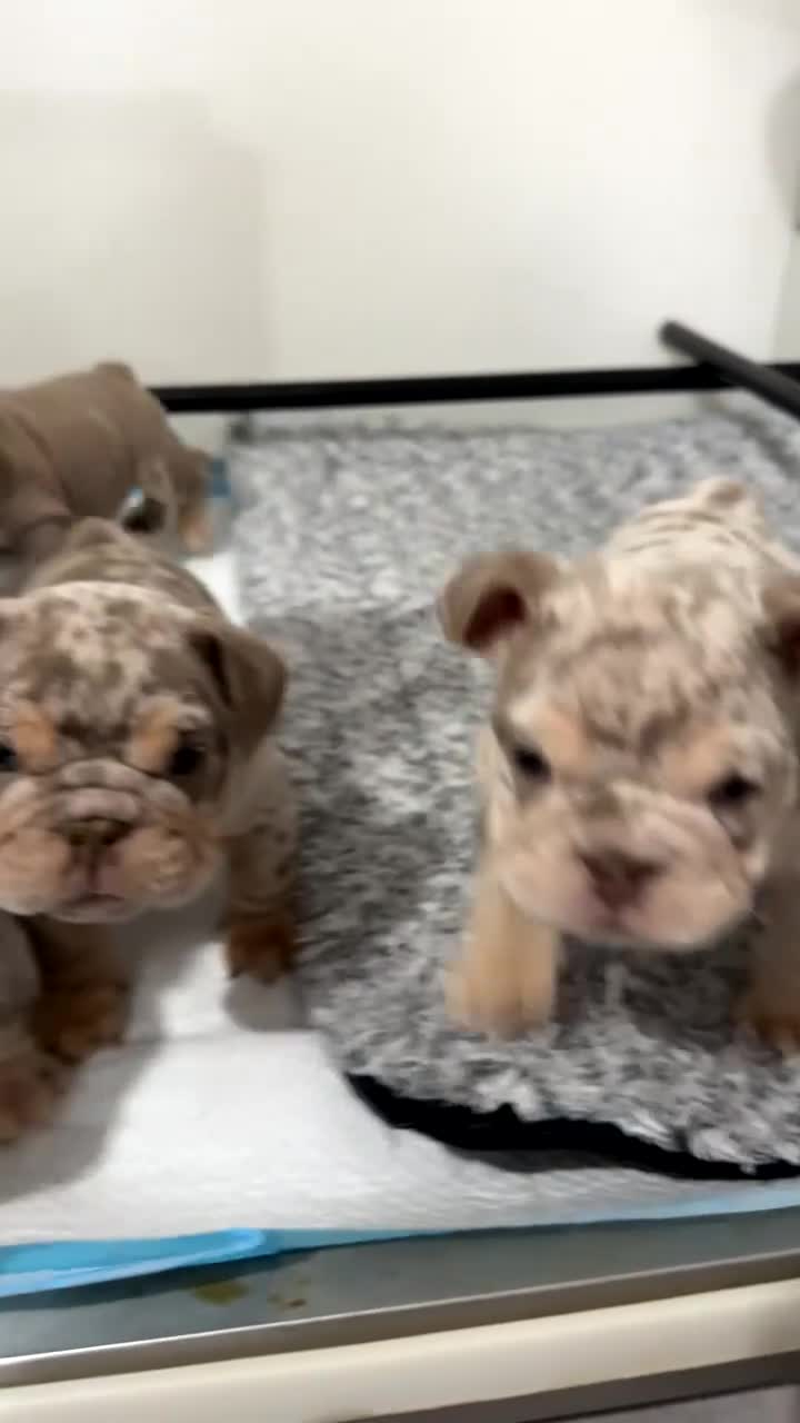 English Bulldog dogs for sale: KC Male English Bulldogs  - Video 1