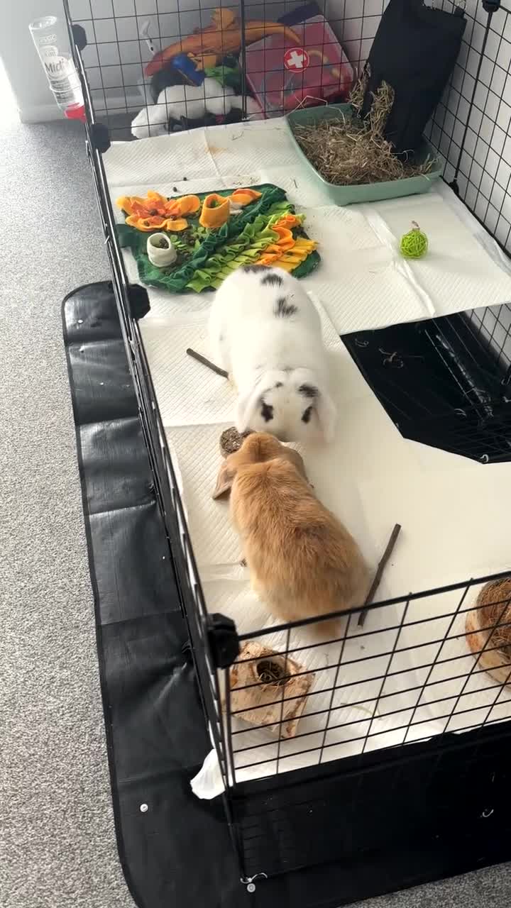 Mini Lop rabbits for sale: 2 female rabbits for sale  in Cardiff - Video 1