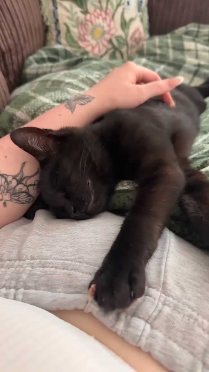 Mixed Breed cats for sale: Kitten looking to be re-homed - Video 2