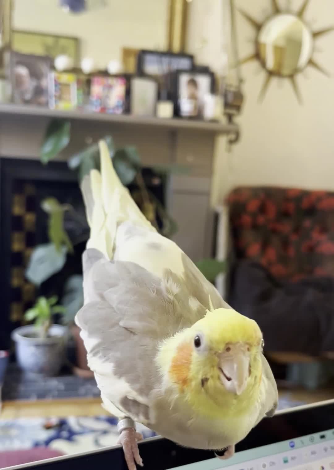 Cockatiels birds for sale: Friendly Cockatiel with Cage + Accessories - Video 2