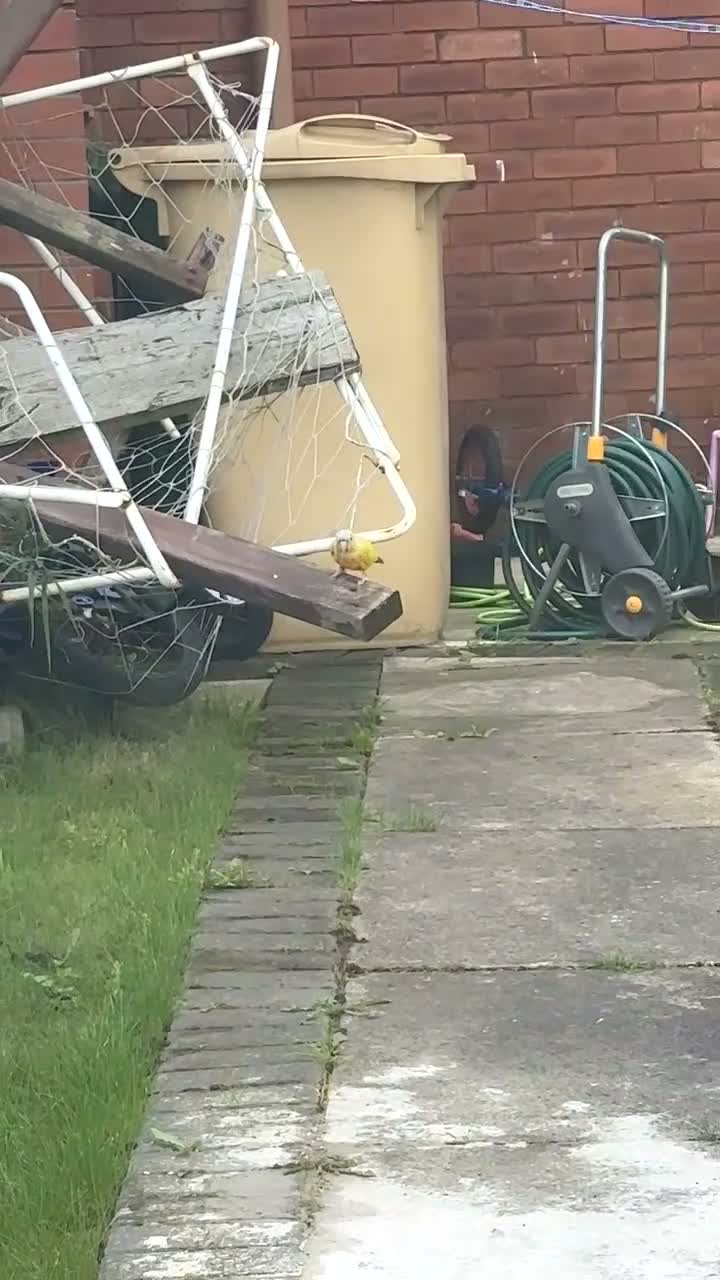 Conures birds for sale: Free flight trained baby conure  in Bolton - Video 1