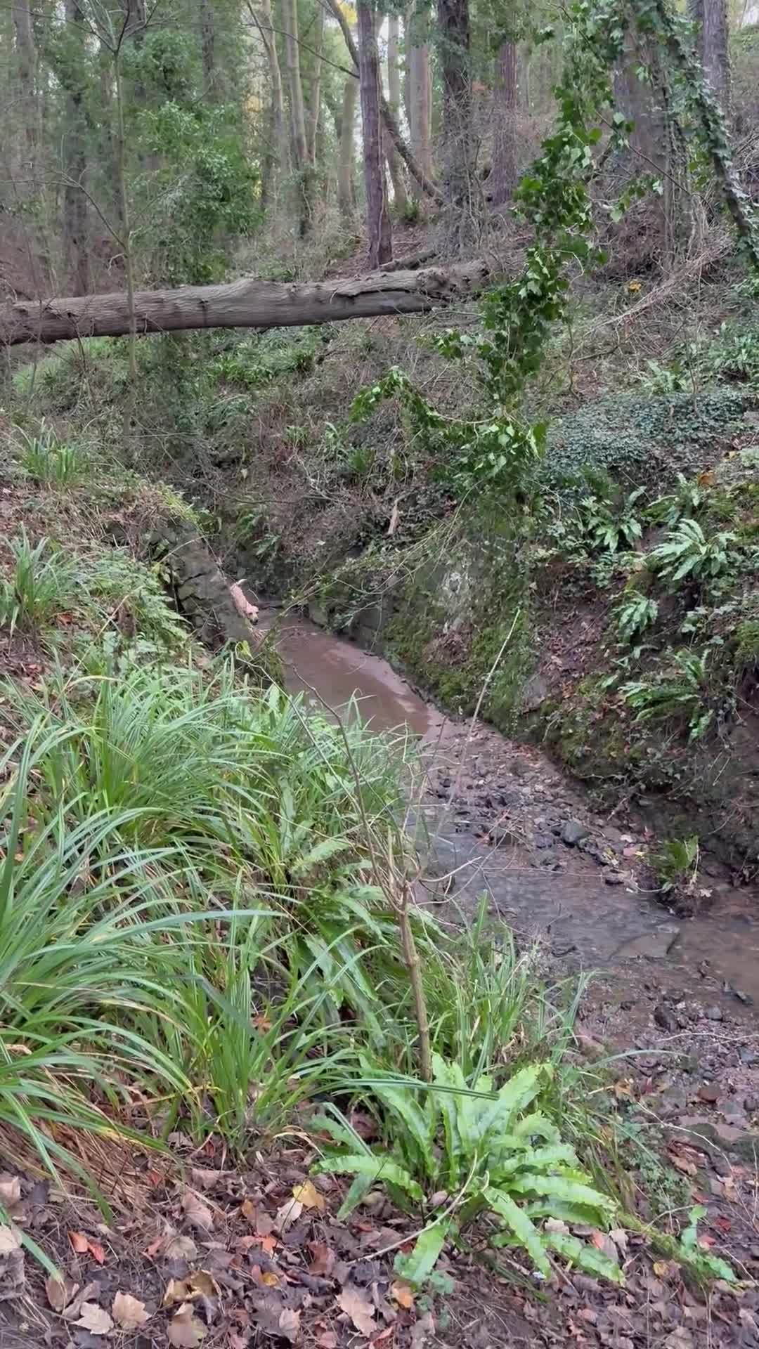 Labrador Retriever dogs for stud: Billy - 3YO Labrador Retriever Stud in Oxfordshire - Video 2