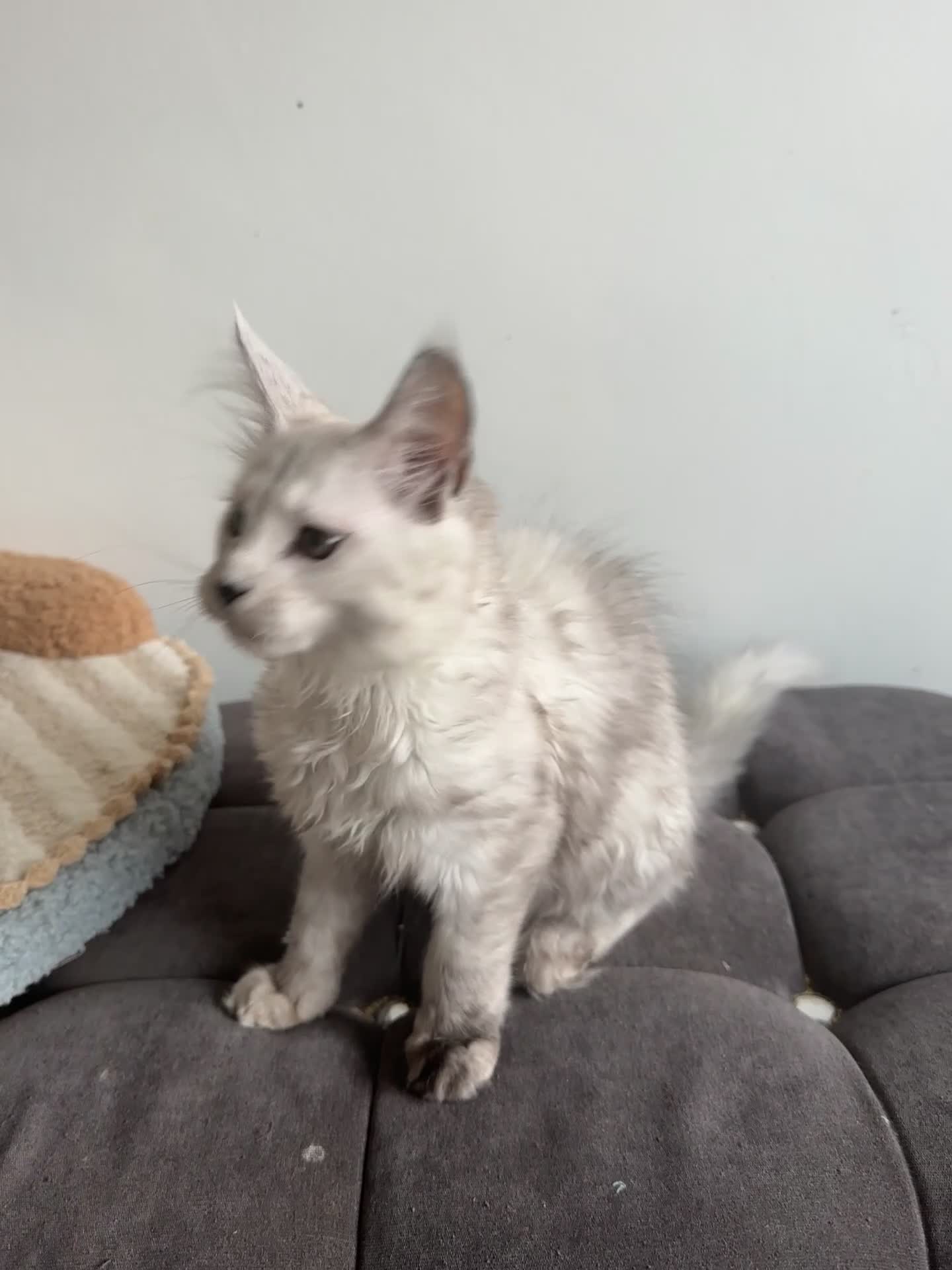 Maine Coon cats for sale: Tica registered Maine Coon kittens - Video 2