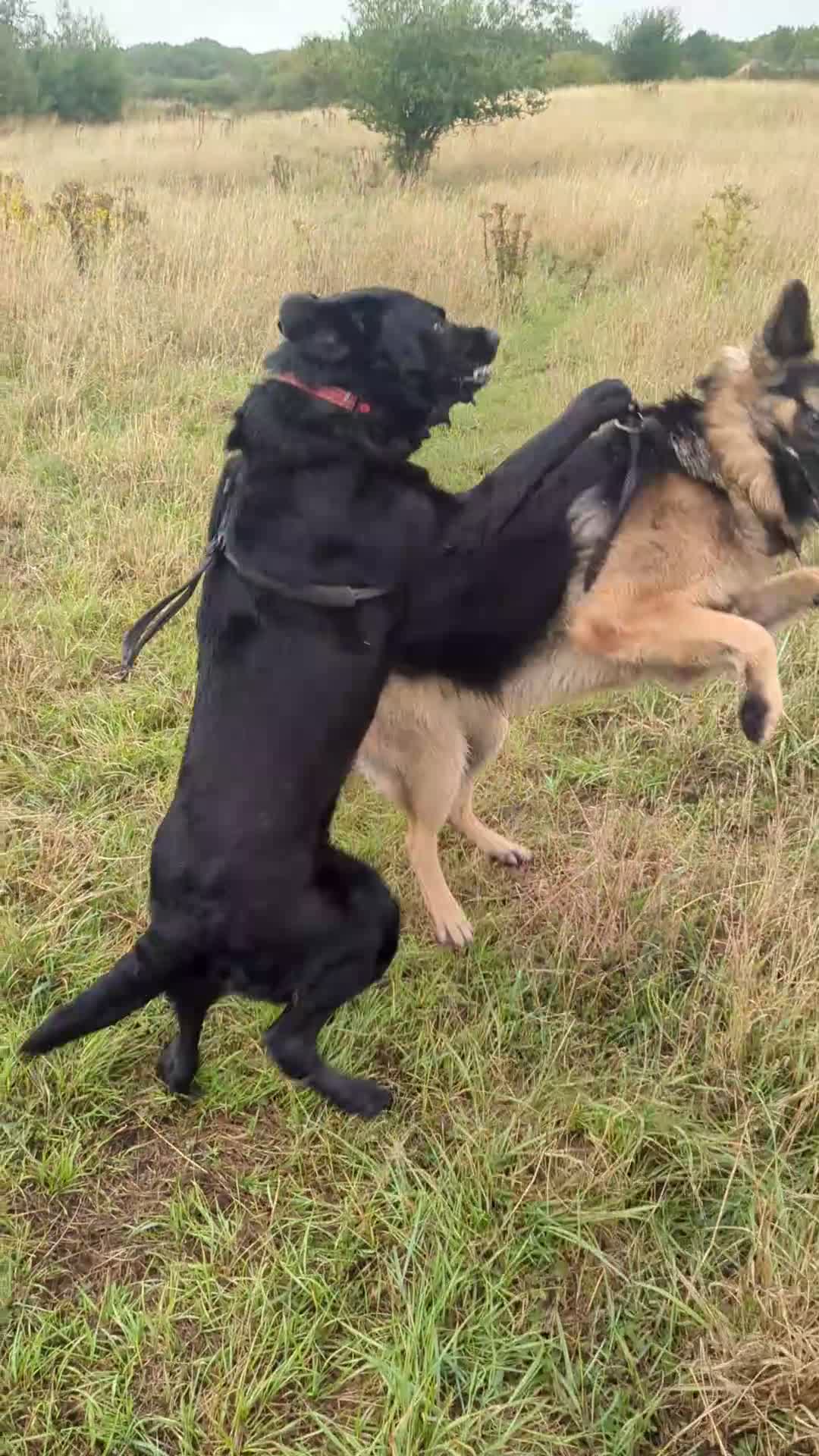 German Shepherd dogs for sale: Nearly 2 year old GSD for rehoming - Video 1