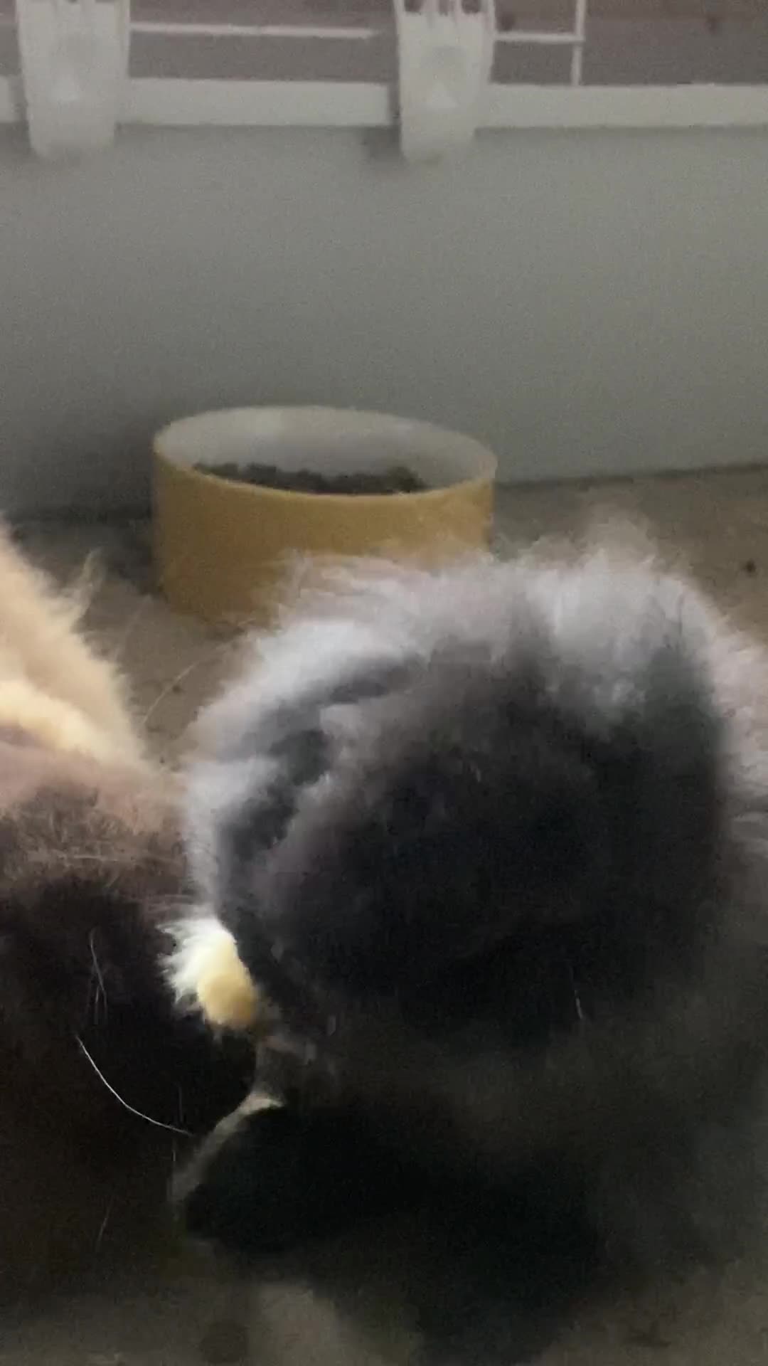 Lionhead rabbits for sale: ⭐️Beautiful Lionhead bunnies⭐️ - Video 1