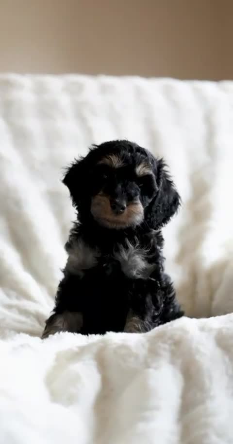 Cockapoo dogs for sale: Extensively health tested Cockapoo puppy’s  - Video 3