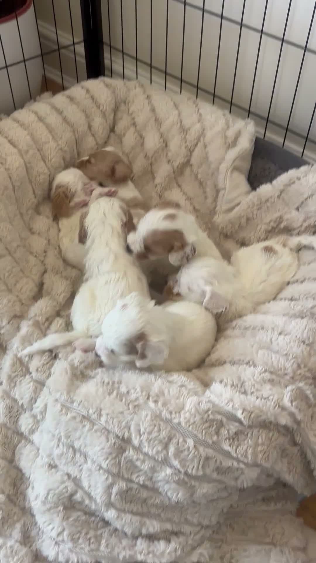 Mixed Breed dogs for sale: Cavapoo puppies  - Video 3
