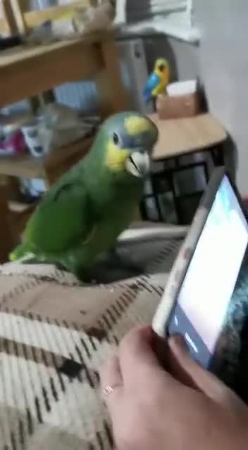 Parrots birds for sale: Africian orange winged parrot  - Video 2
