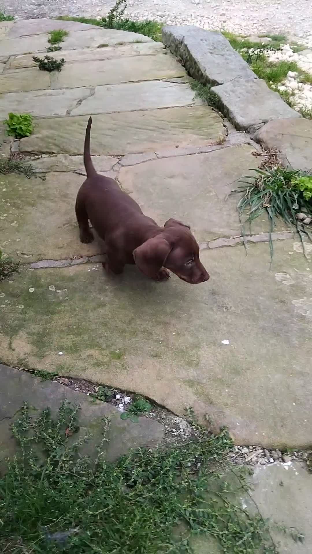 Miniature Dachshund dogs for sale: Kc registered chocolate and tan boy  - Video 1