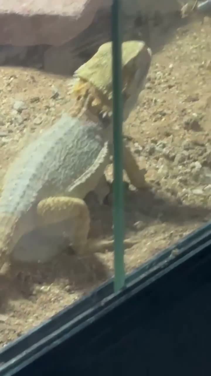 Bearded Dragon reptiles for sale: bearded dragon - Video 1