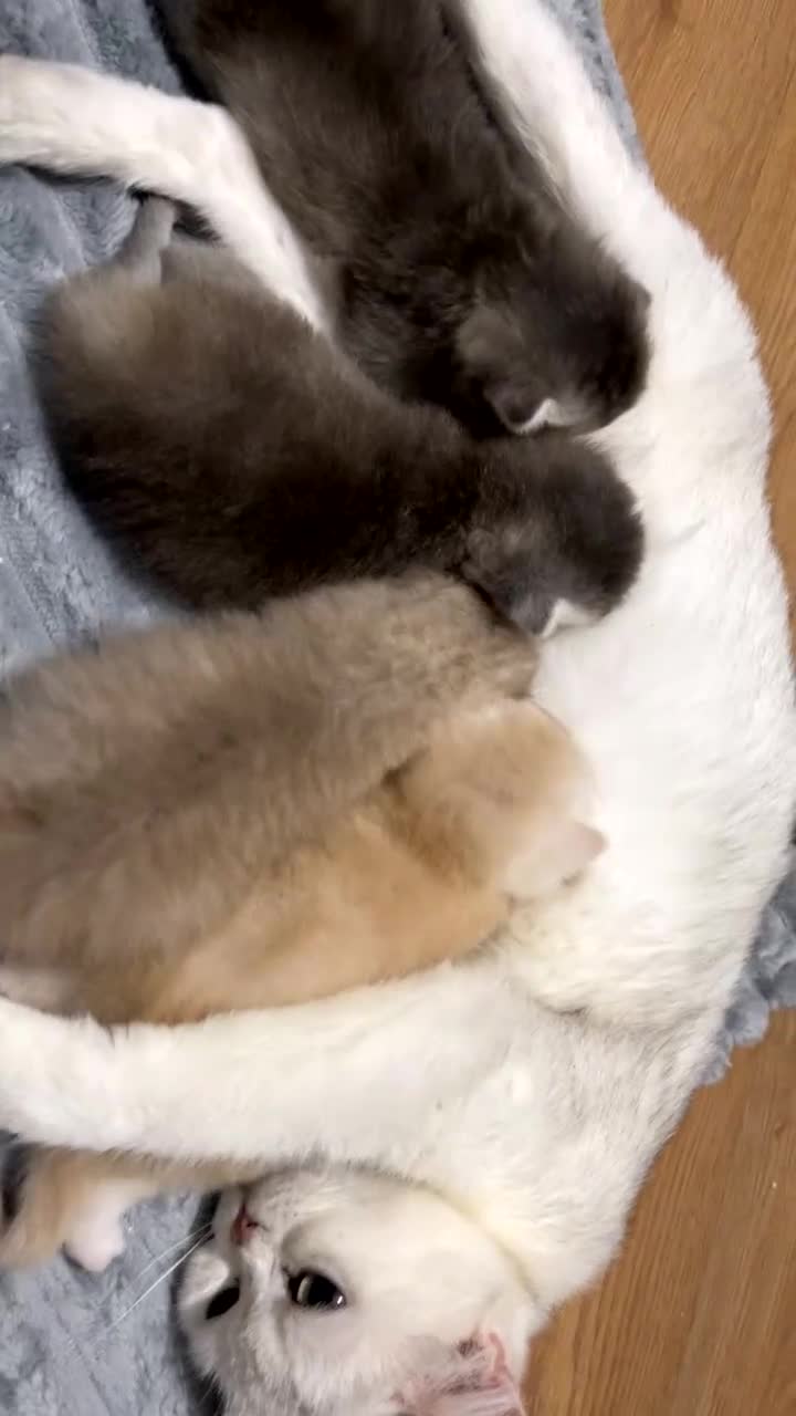 British Shorthair cats for sale: British Shorthair Kittens - Video 4