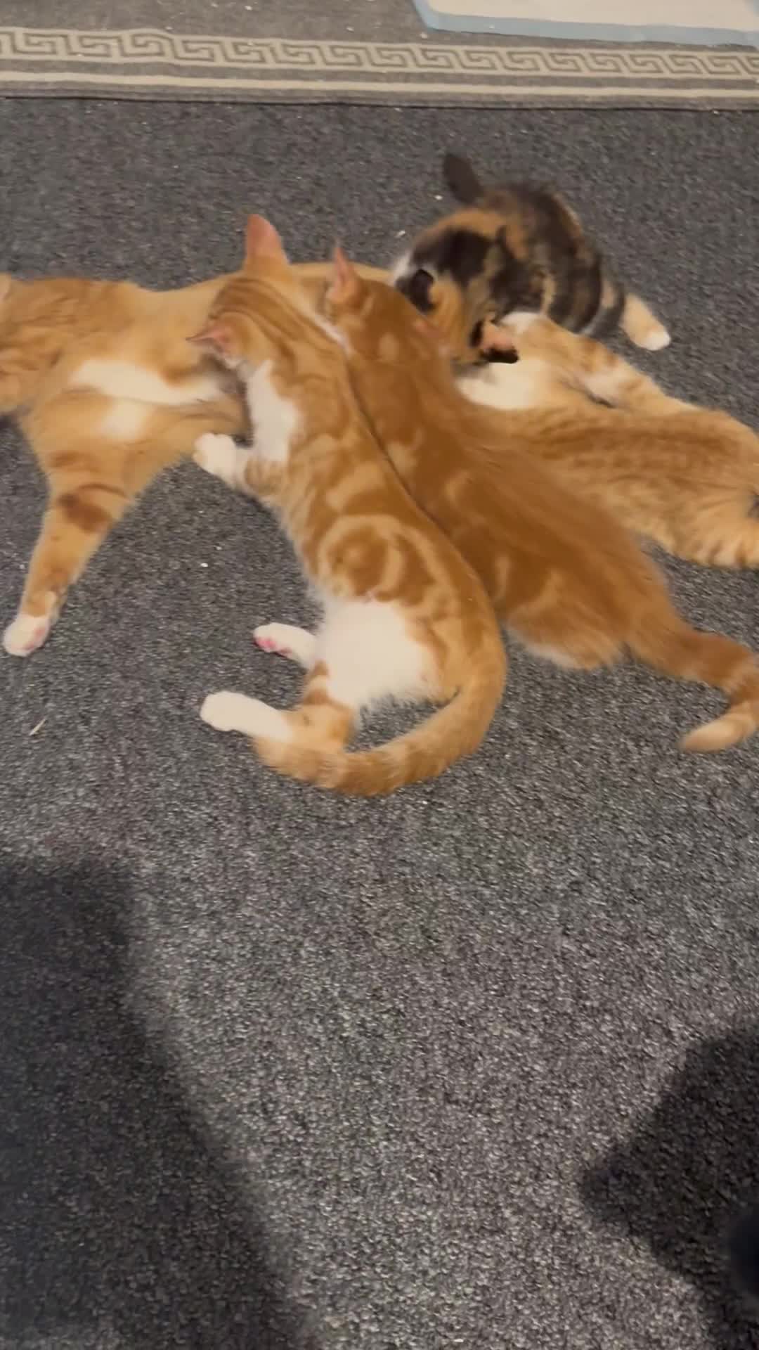 British Shorthair cats for sale: The Gingers READY TO GO 🎉🧚🏽‍♀️  - Video 3