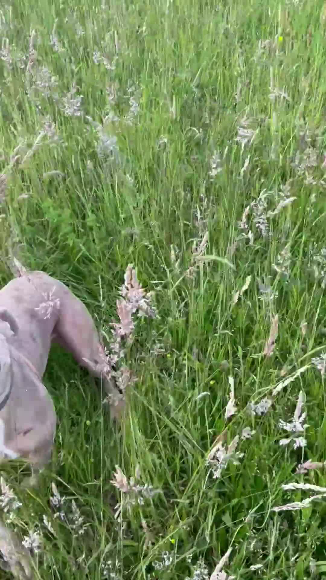 Mixed Breed dogs for sale: American bulldog mix - Video 1