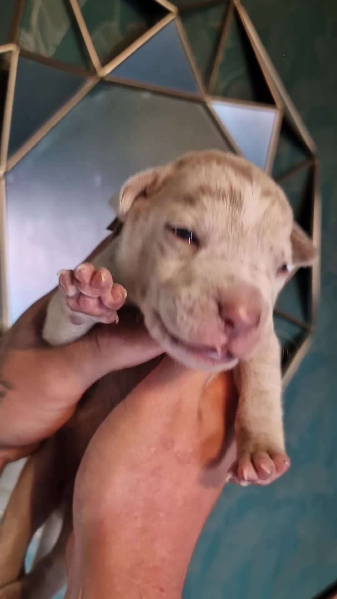 Mixed Breed dogs for sale: Staffy x American bulldog puppies - Video 1