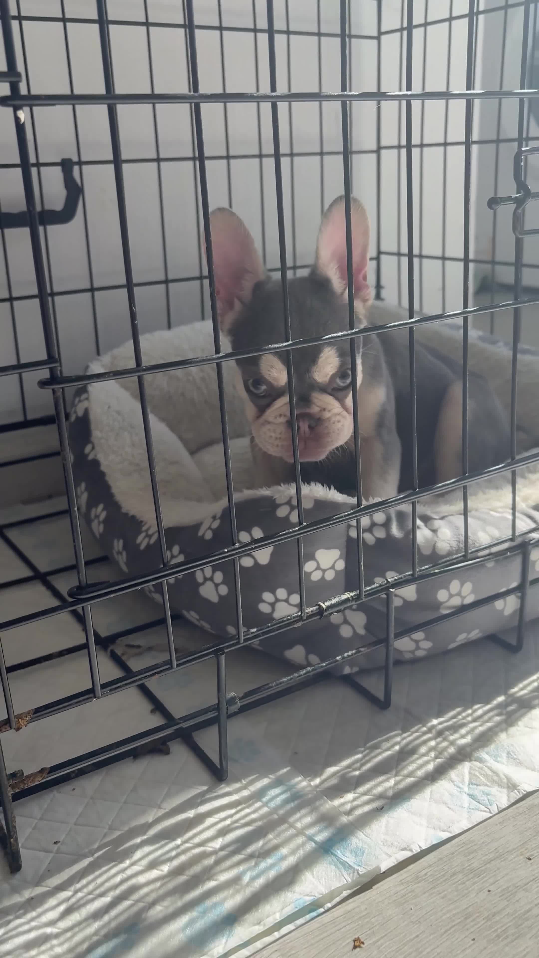 French Bulldog dogs for sale: eA SIBERIAN HUSKY FRENCH BULLDOG - Video 1