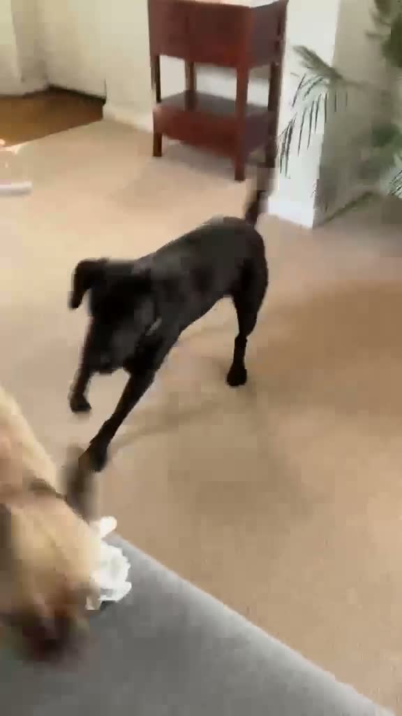 Mixed Breed dogs for adoption: 💙🐶 BEAR – LOVING, FUNNY, CLEVER in Petersfield - Video 2