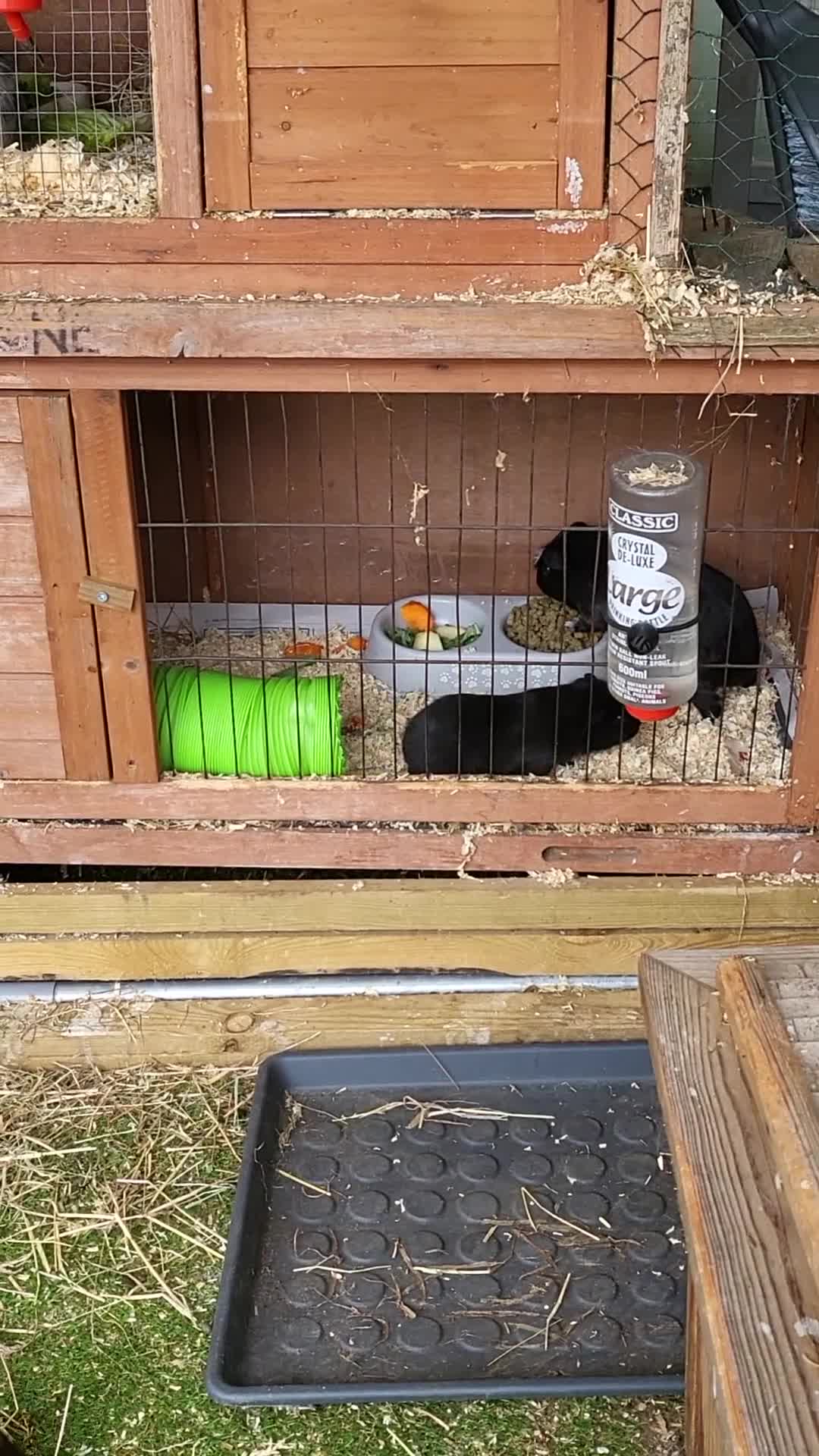Guinea Pig rodents for sale: 5 Beautiful Baby Guinea pigs for sale  - Video 2