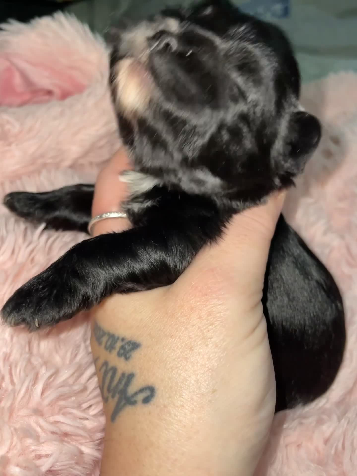 Mixed Breed dogs for sale: Puppies  - Video 2