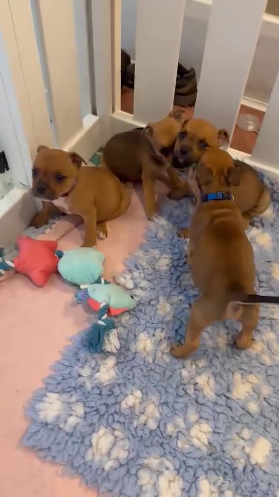 Staffordshire Bull Terrier dogs for sale: Three Red Girls - Video 1
