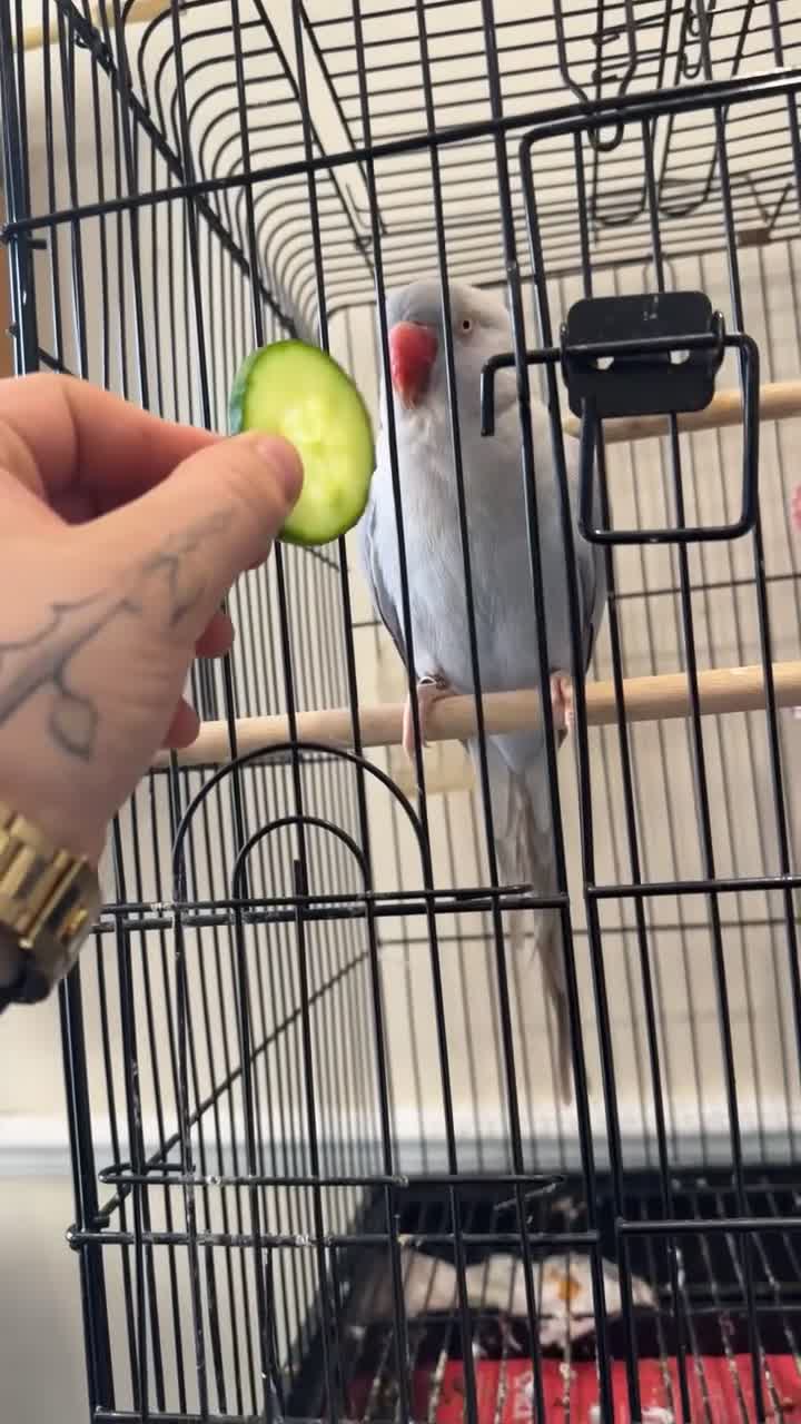 Ringnecks birds for sale: Absolutely gorgeous tame talking ringneck  - Video 2