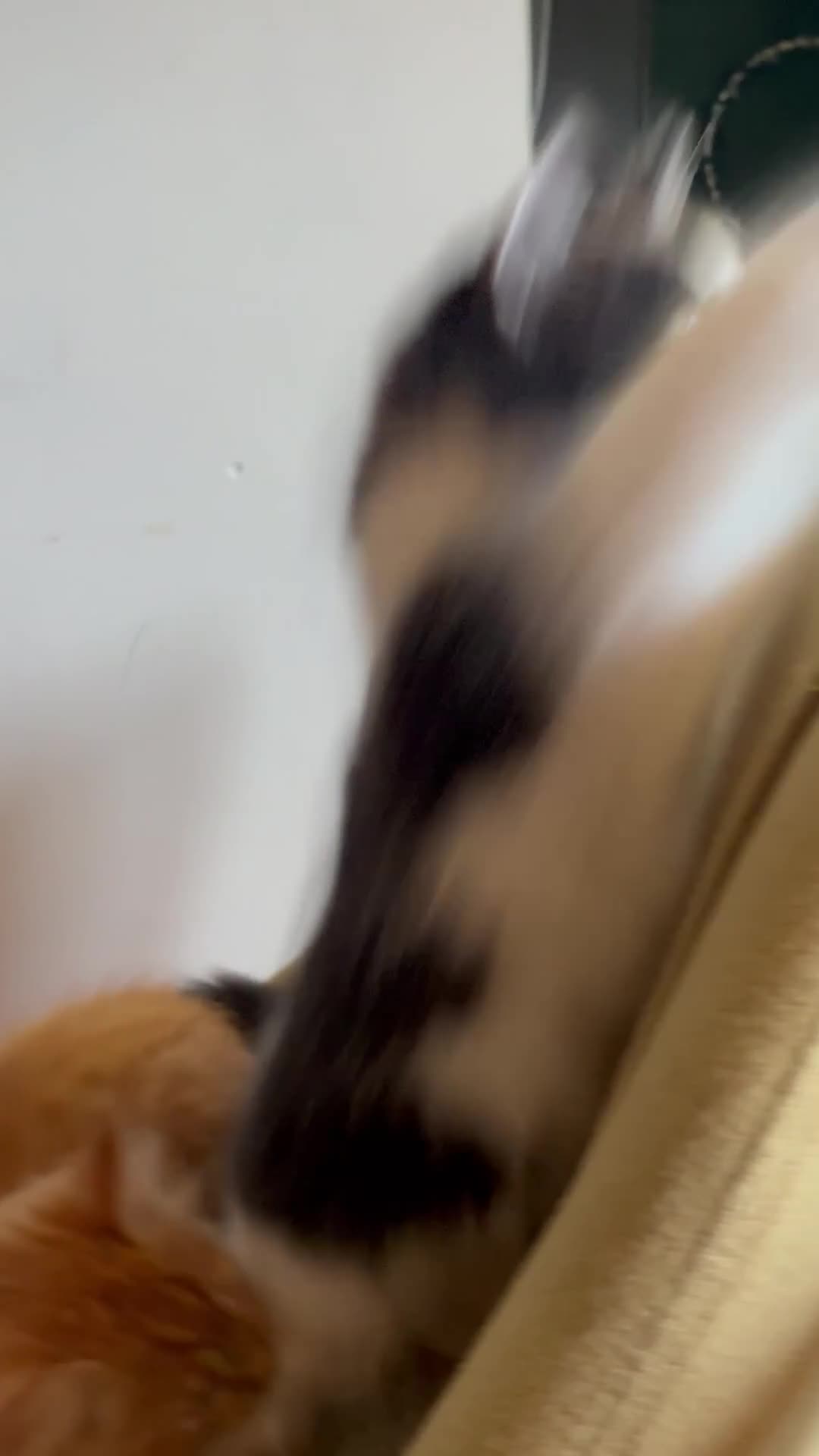 Mixed Breed cats for sale: Stunning playful healthy cuddly 5 kittens  - Video 1